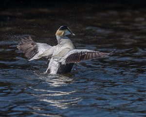 Common Eider (male)